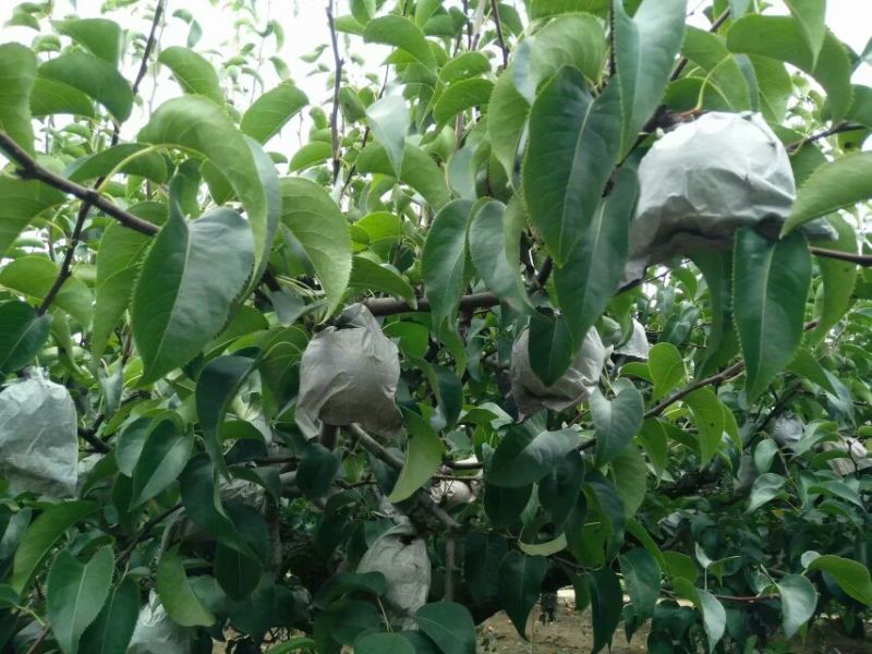 圆黄梨400~450g纸袋一条龙服务！！套袋果上市了