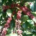 速溶咖啡