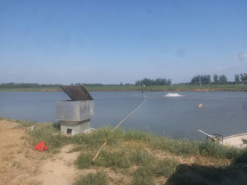 湘云鲫食用