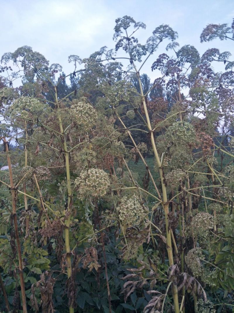 白芷种子白芷籽白芷种苗，药材籽，白芷