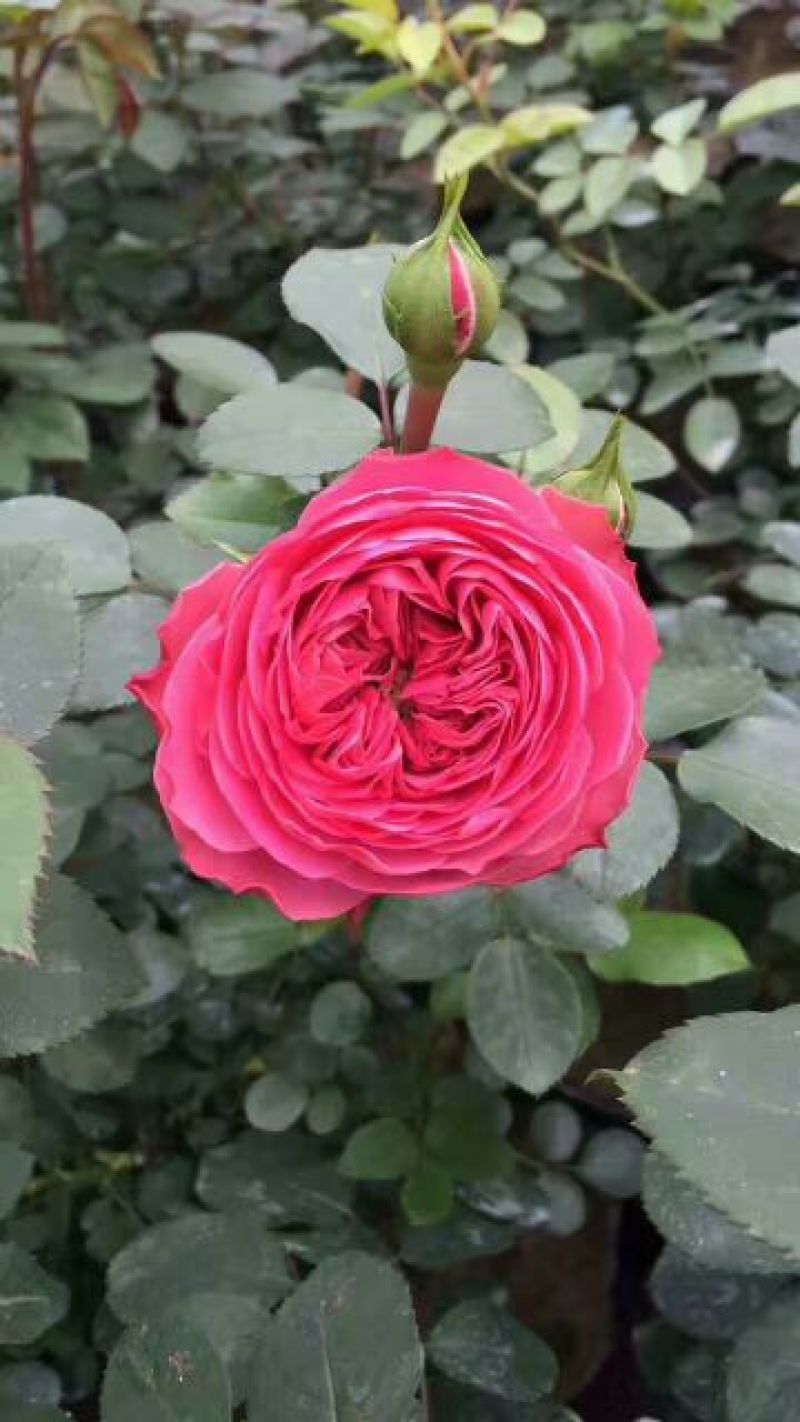 月季40~50cm