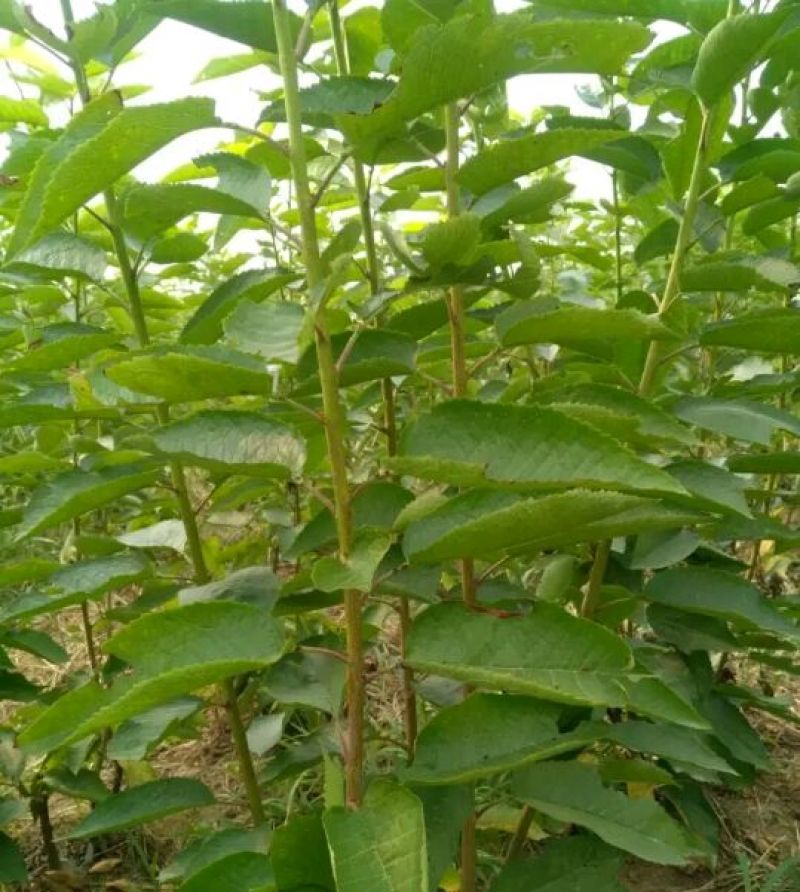 矮化樱桃苗2年50~80cm