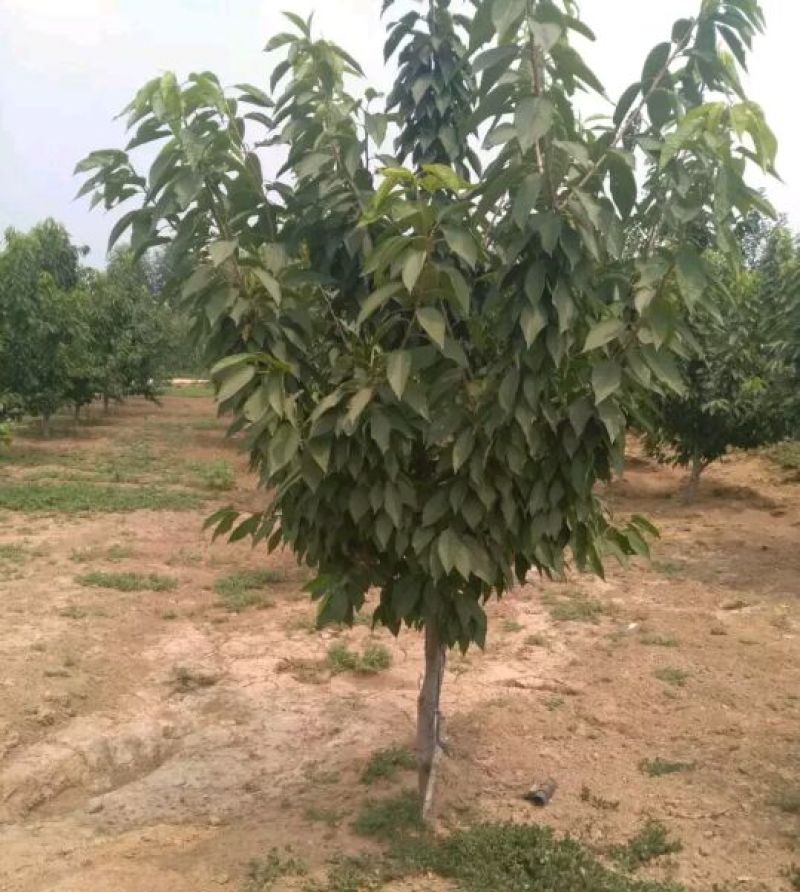 矮化樱桃苗2年50~80cm