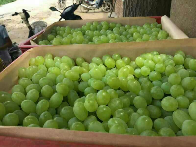 维多利亚葡萄5%以下0.8~1.5斤