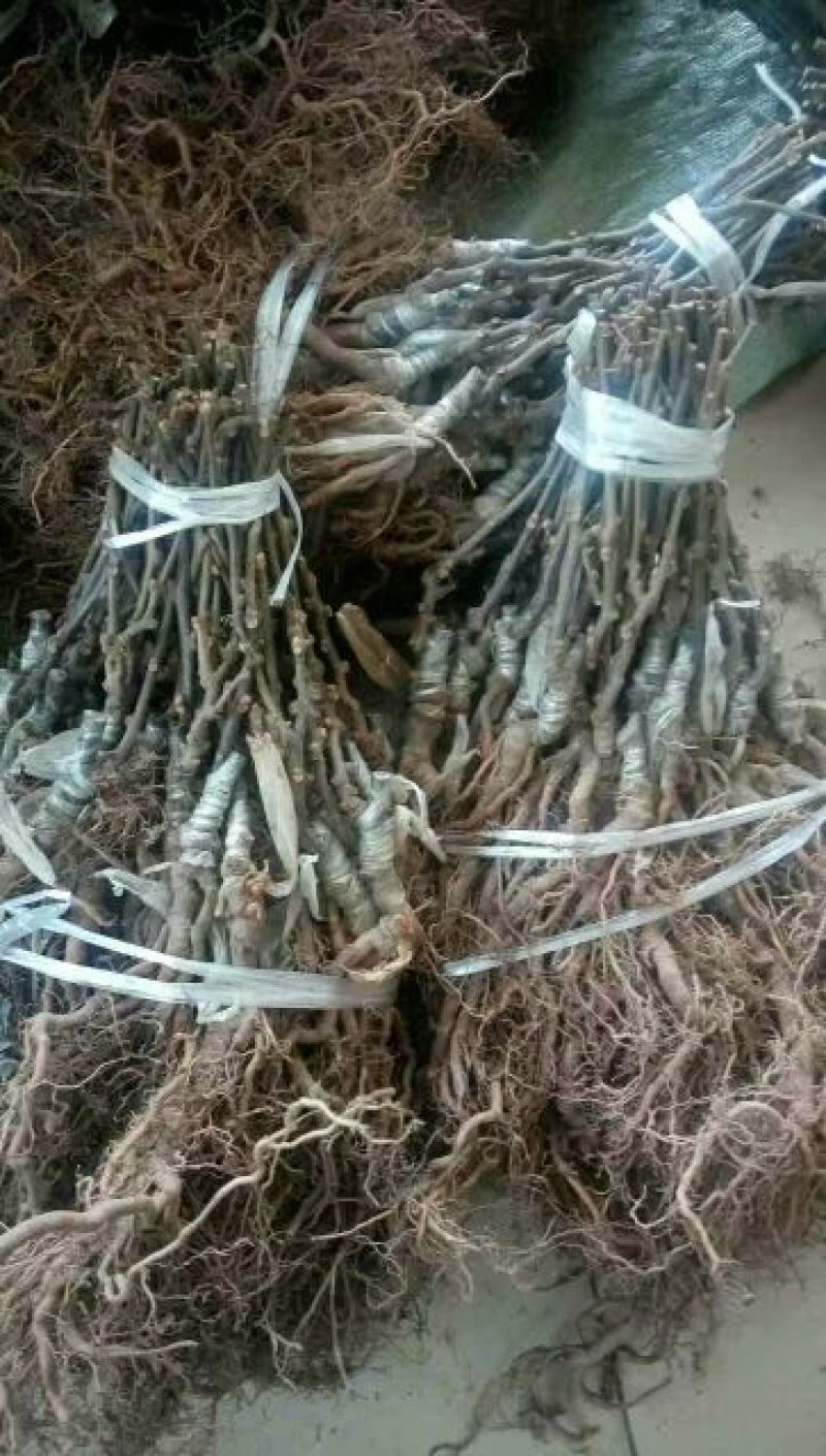 巨峰葡萄苗1年30~50cm