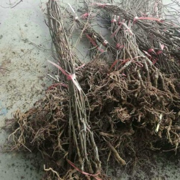 夏黑葡萄苗1年30~50cm