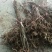 夏黑葡萄苗1年30~50cm