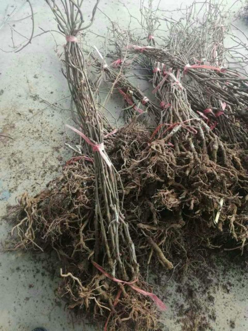 夏黑葡萄苗1年30~50cm