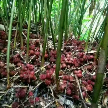 砂仁苗