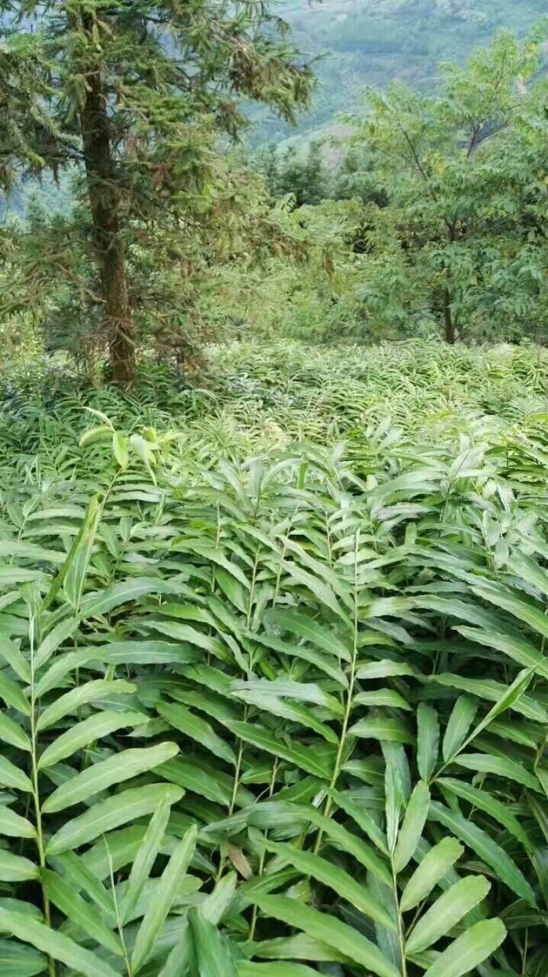 砂仁苗