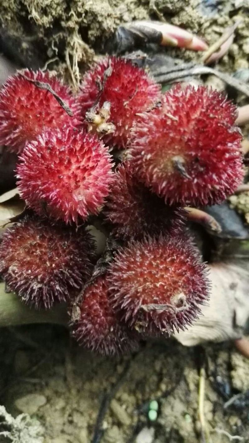 砂仁苗