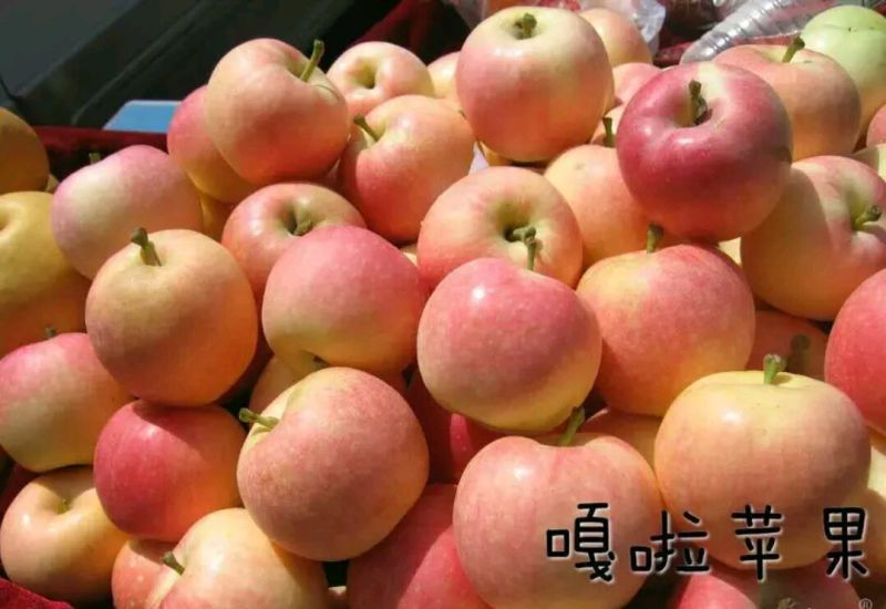 嘎啦苹果冰糖心苹果产地大量批发，货源充足，品种齐全。