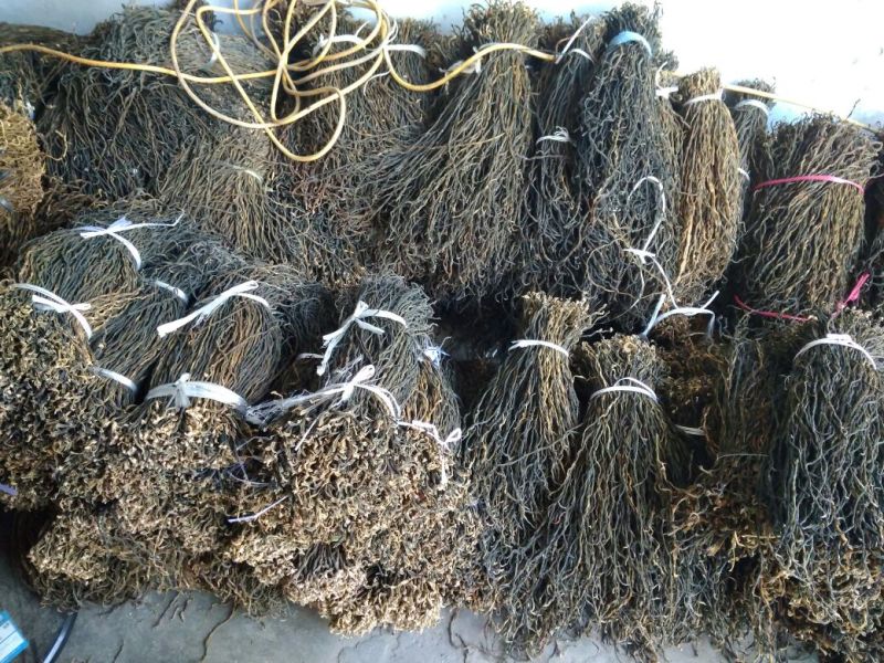 洋县脱水长豆角，产地直供，自然晾晒，无霉烂，无夹心欢迎各