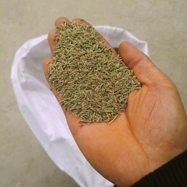 孜然
