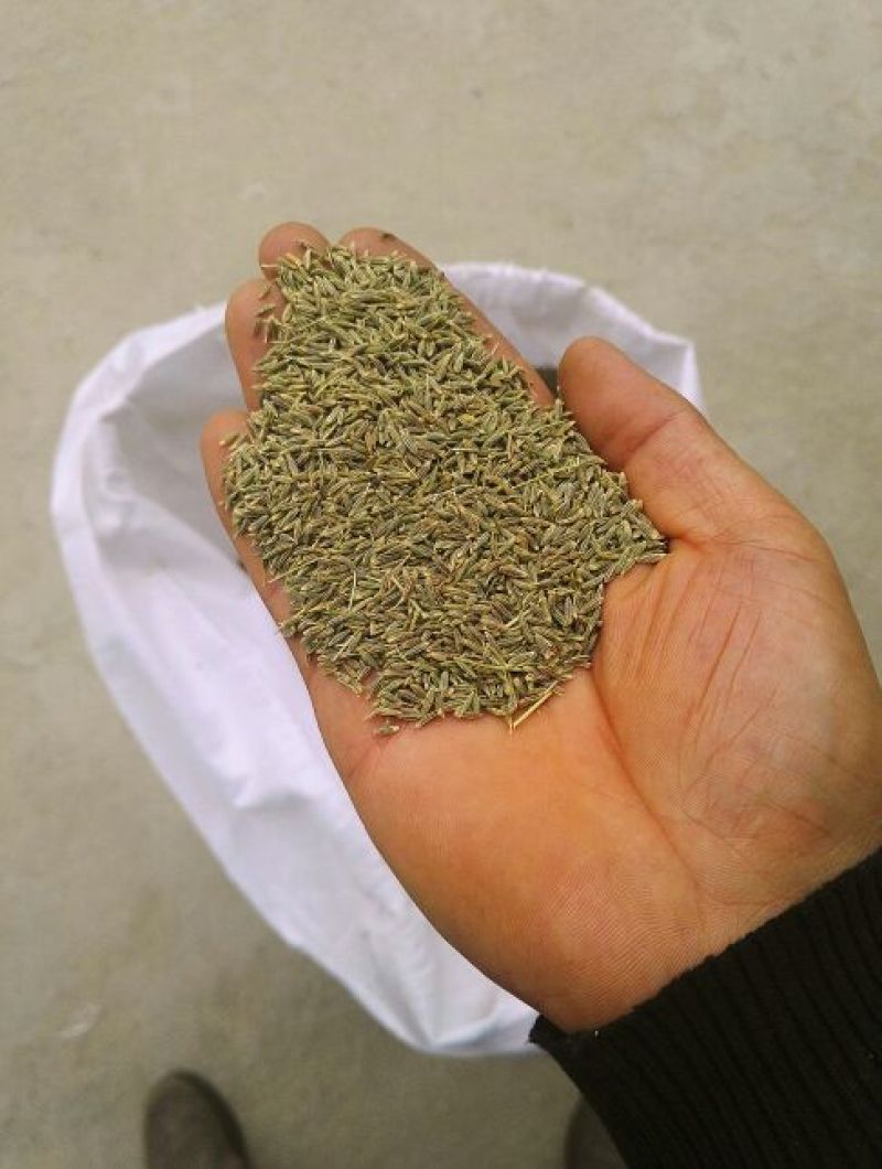 孜然