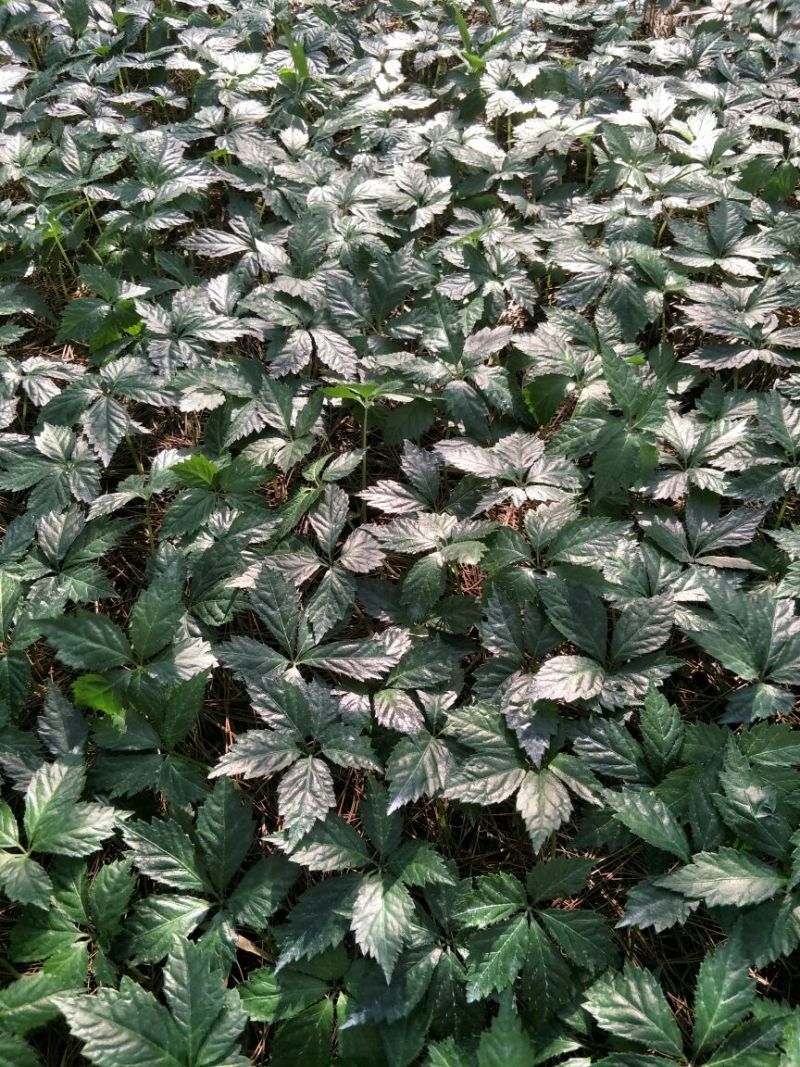 三七苗10~20cm