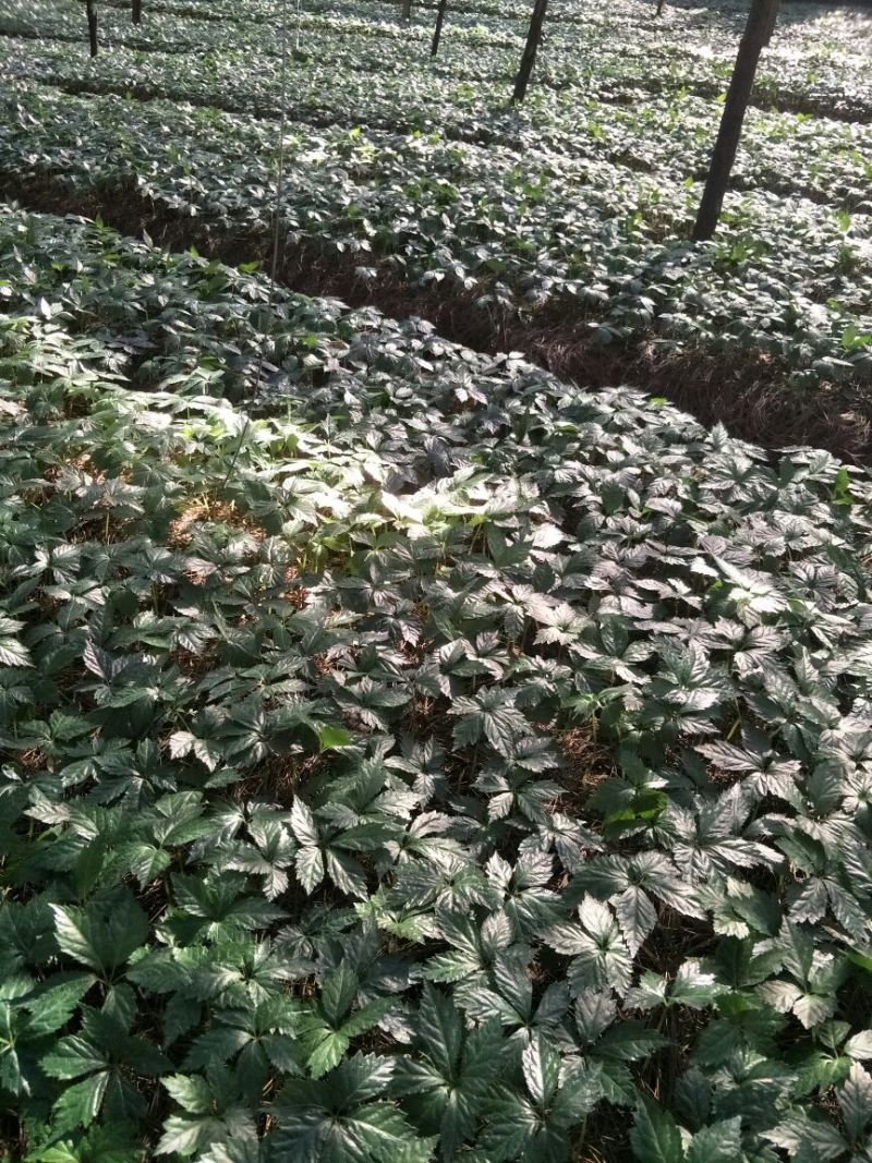 三七苗10~20cm