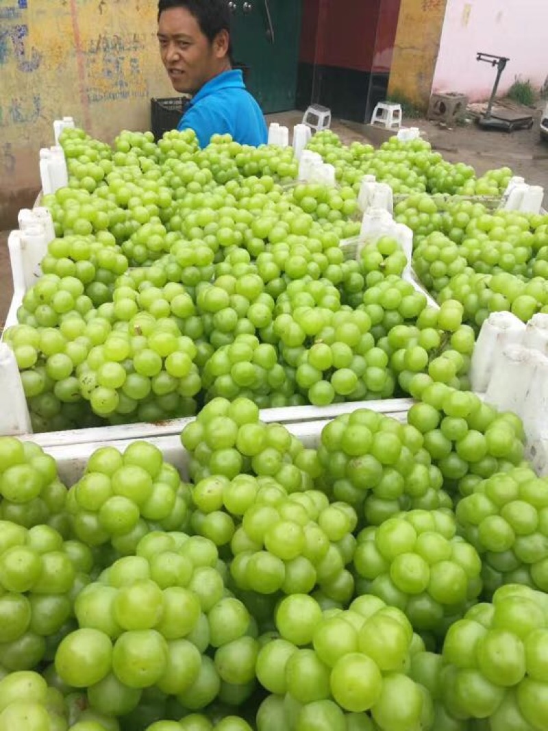 青无核葡萄8611绿无核可以加工罐头大颗粒