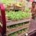 青无核葡萄8611绿无核可以加工罐头大颗粒