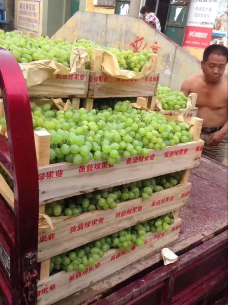 青无核葡萄8611绿无核可以加工罐头大颗粒