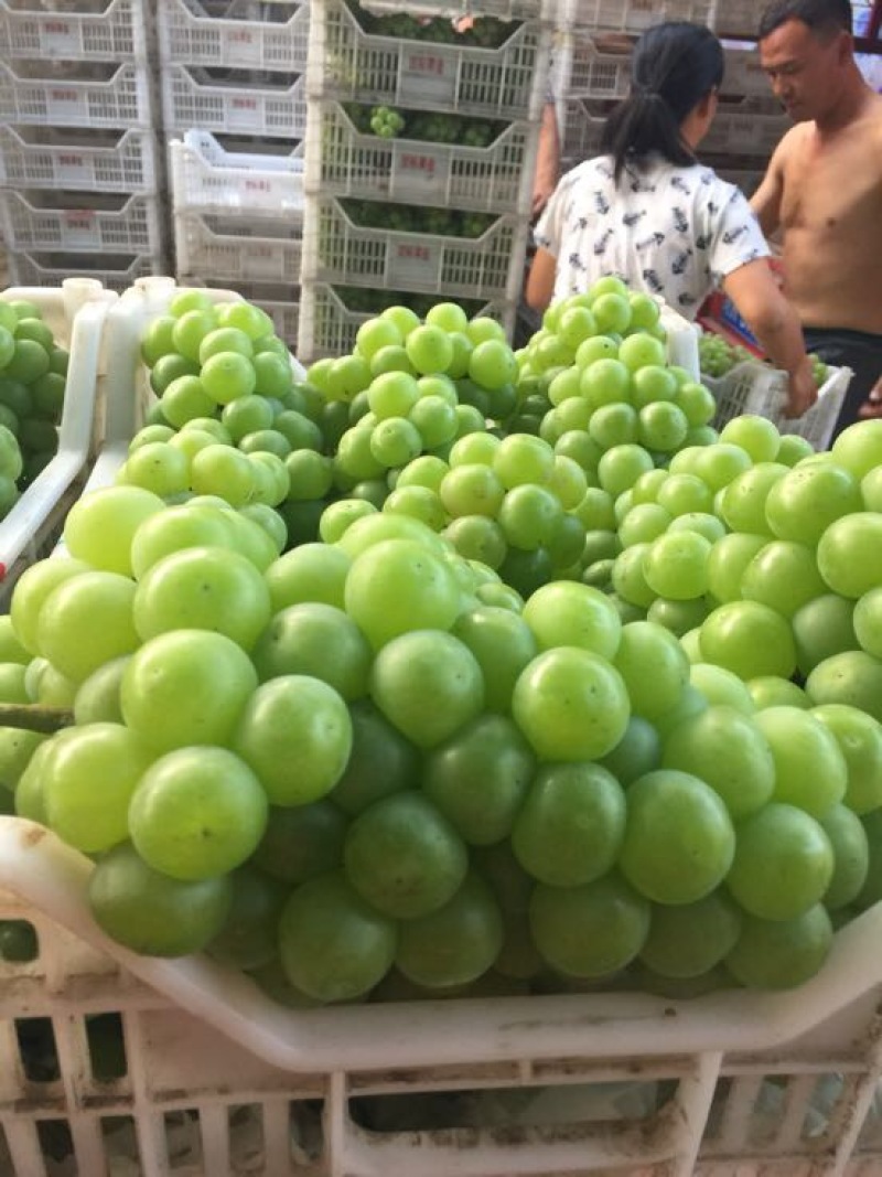 青无核葡萄8611绿无核可以加工罐头大颗粒