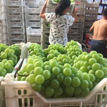 青无核葡萄8611绿无核可以加工罐头大颗粒