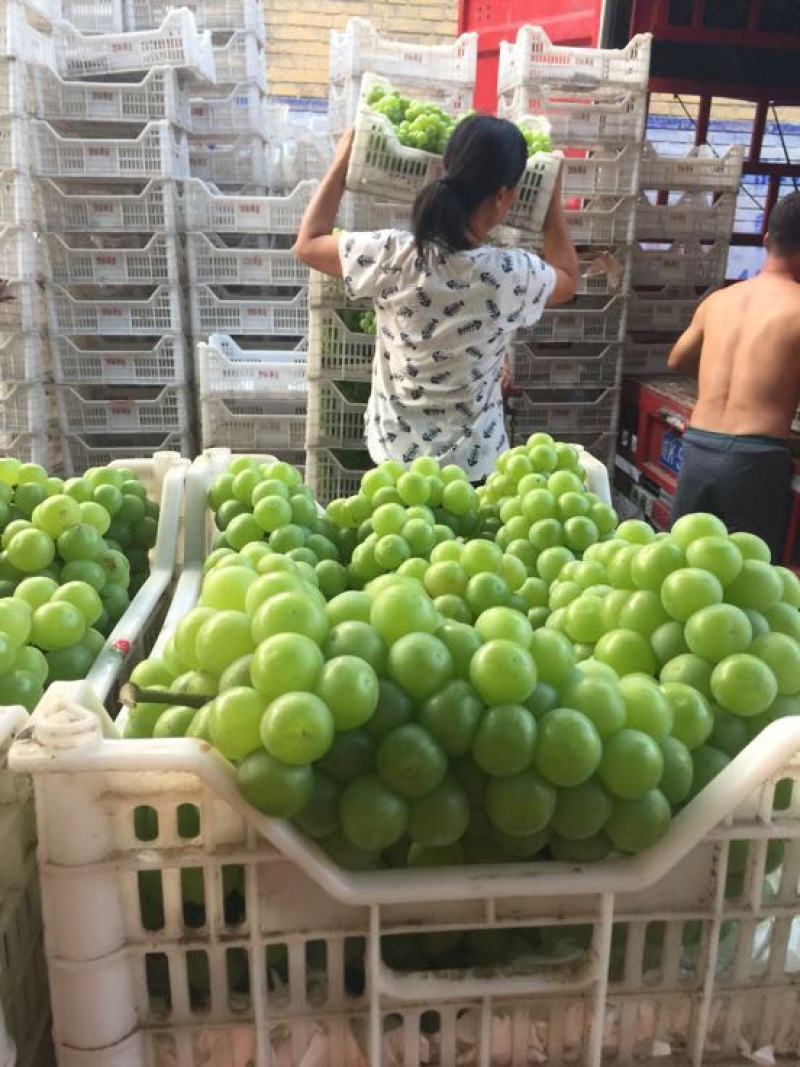 青无核葡萄8611绿无核可以加工罐头大颗粒