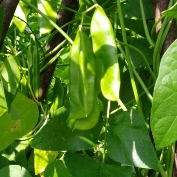 蔓生刀豆10~15cm