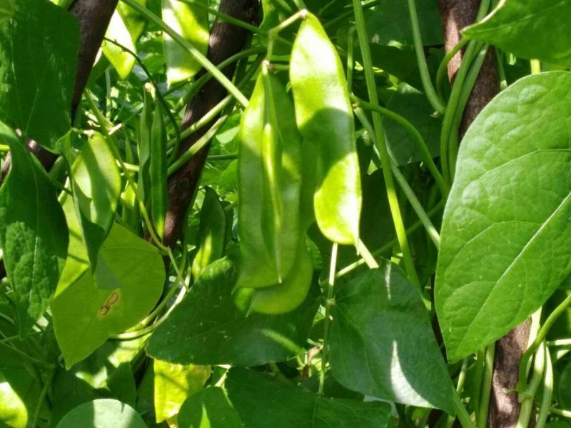 蔓生刀豆10~15cm