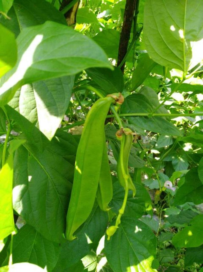 蔓生刀豆10~15cm