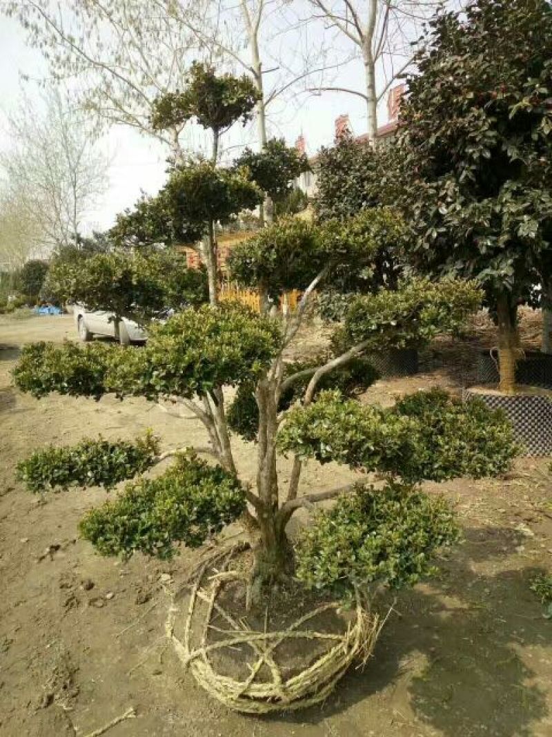 造型树黄杨造型盆景