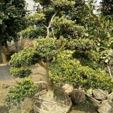 造型树黄杨造型盆景