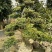 造型树黄杨造型盆景