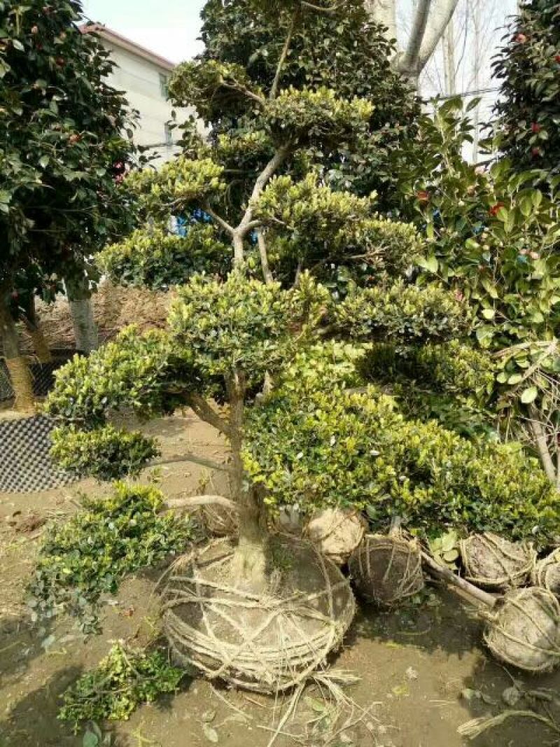 造型树黄杨造型盆景