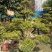 造型树黄杨造型盆景