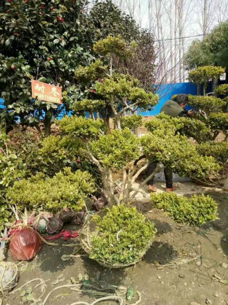 造型树黄杨造型盆景