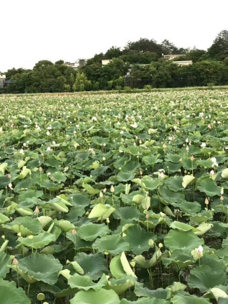 莲蓬8cm以上