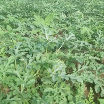 西瓜7斤打底8成熟1茬