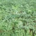 西瓜7斤打底8成熟1茬