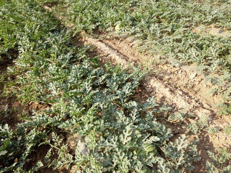 西瓜7斤打底8成熟1茬