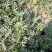 西瓜7斤打底8成熟1茬