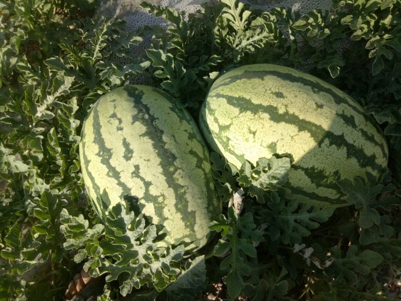 硒砂瓜7月份大量上市