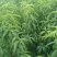 黄金蜜桃6号树苗80cm以上