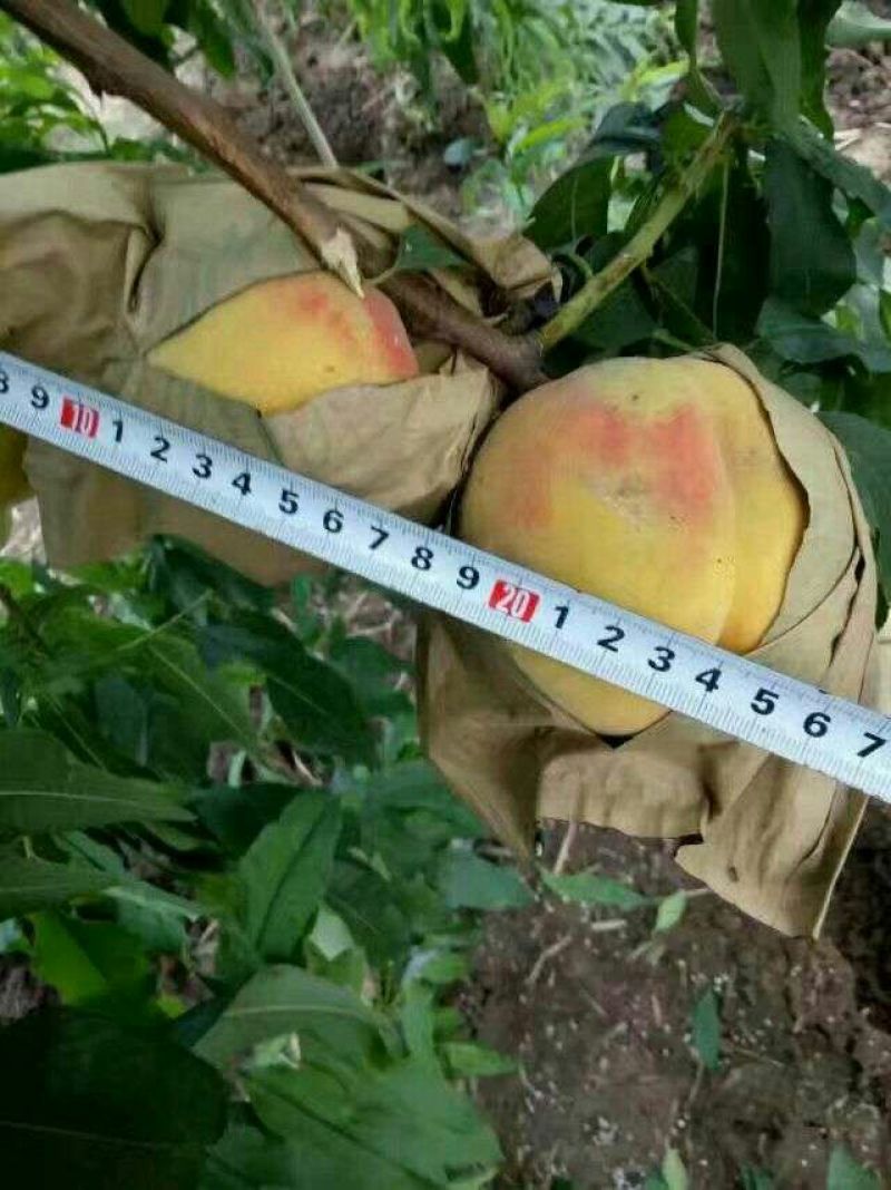 黄金蜜桃6号树苗80cm以上