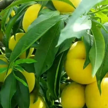 黄金蜜桃6号树苗80cm以上