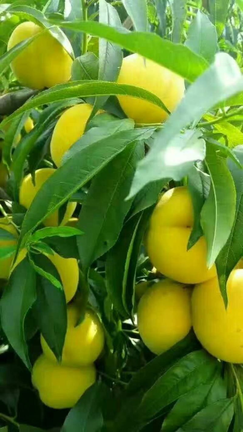黄金蜜桃6号树苗80cm以上