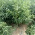 黄金蜜桃6号树苗80cm以上