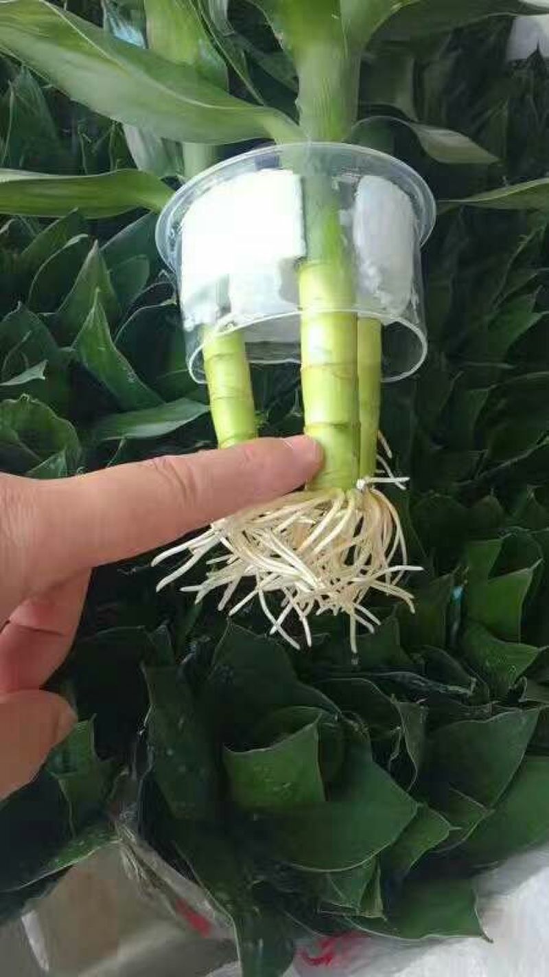 两相思竹0.5~1m