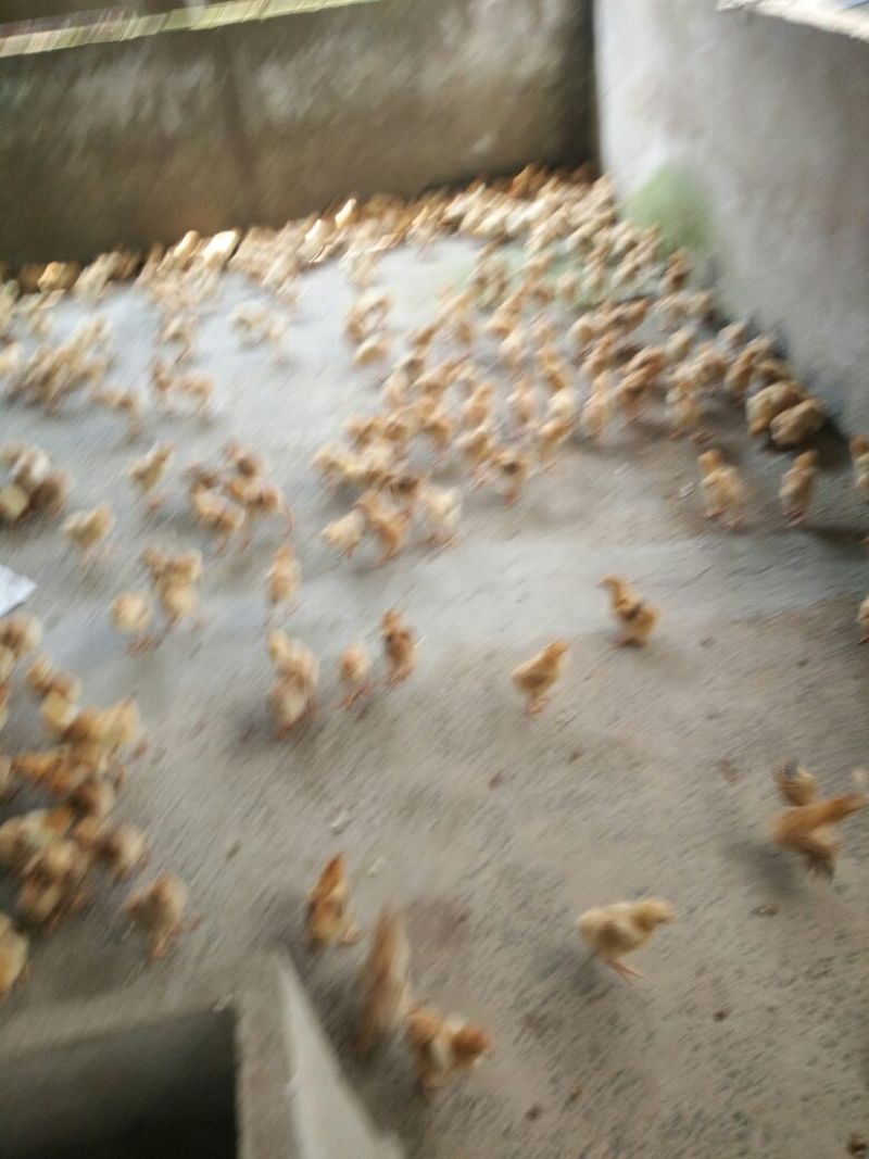 三黄鸡6月以下