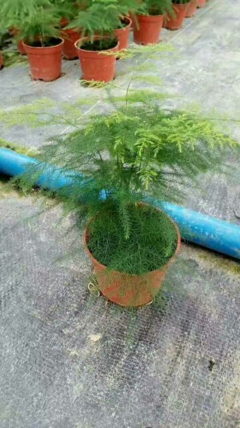 文竹